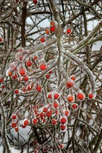 Close-up of frozen bare tree