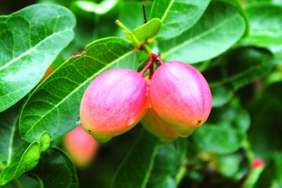 Close-up of fruit growing on plant