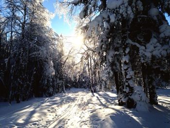 Trees on snow covered landscape