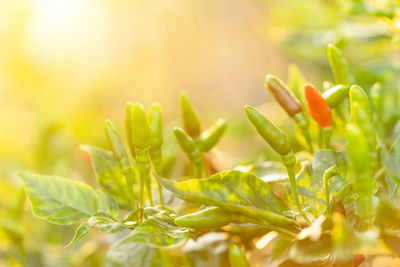 Close-up of flower buds