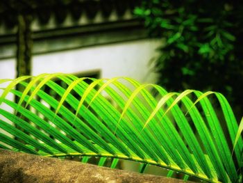 Close-up of cactus plant