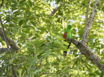 Low angle view of parrot perching on tree