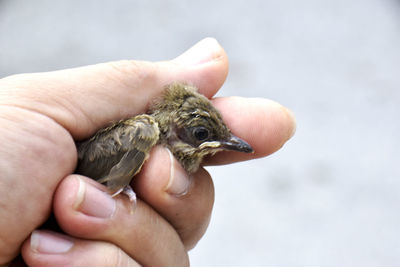 The injured little brown bird is in his gentle hand on a white background.