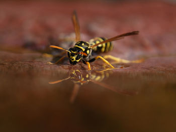 Close-up of bee