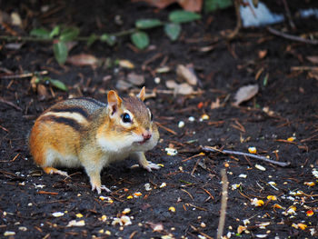 Close-up of squirrel