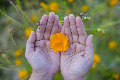 Close-up of hand holding yellow flower