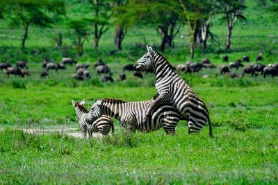 View of zebra mating