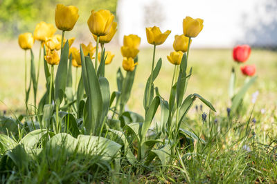 Close-up of yellow flowering plants on field