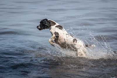 Side view of dog running in lake