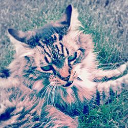 Cat looking at camera
