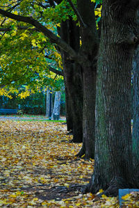 Trees in autumn