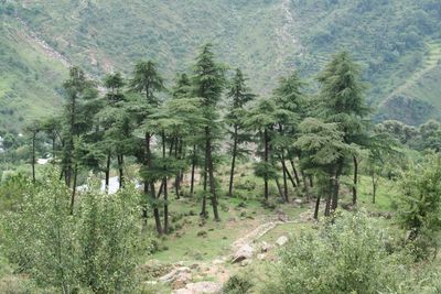 Panoramic view of pine trees in forest