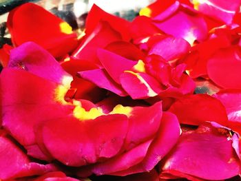 Full frame shot of pink bougainvillea blooming outdoors