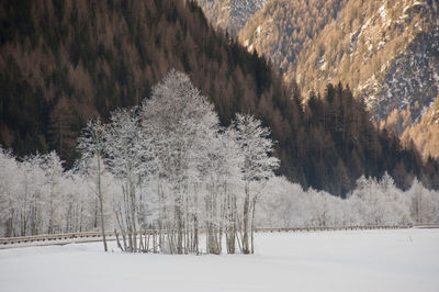 Trees in forest during winter