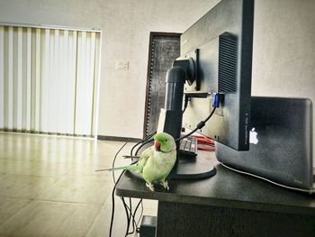 Close-up of bird perching on wall at home