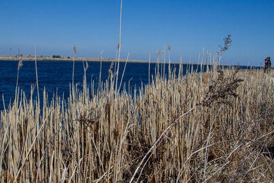 Scenic view of sea against clear blue sky