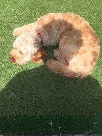 High angle view of dog on field