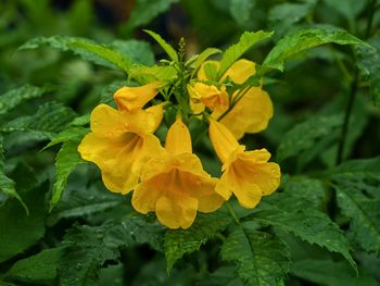 Close-up of yellow flowering plant