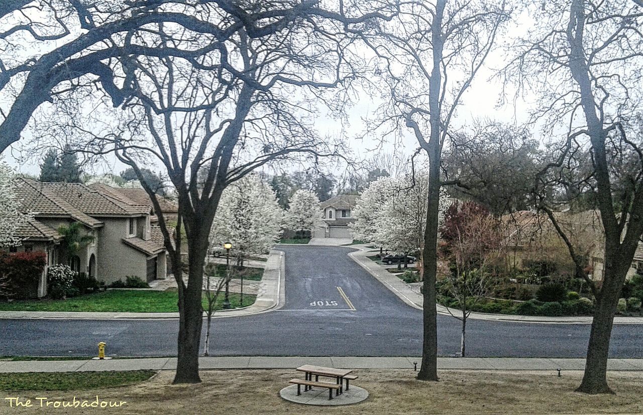 ROAD ALONG TREES