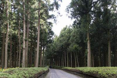 Road amidst trees in forest