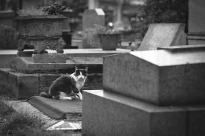 Cat sitting in a graveyard