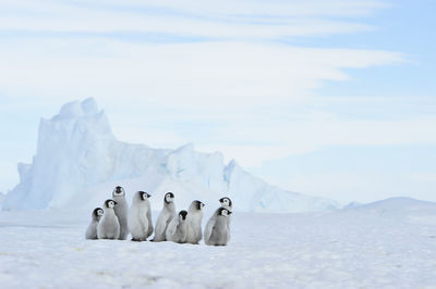 View of birds on snow covered mountain