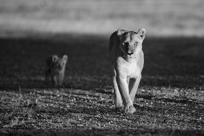 Dogs running on field