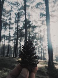 Close-up of hand holding tree trunk in forest