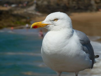 Close-up of seagull perching on a bird