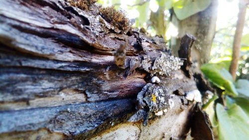 Close-up of tree trunk