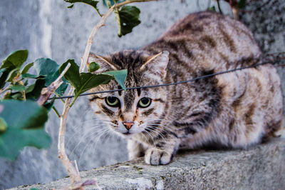 Portrait of tabby on wall