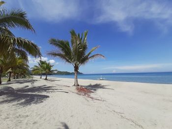 Palm trees on beach against sky