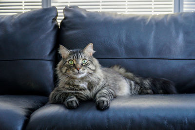 Portrait of cat sitting on sofa at home