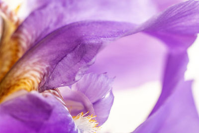Close-up of purple iris
