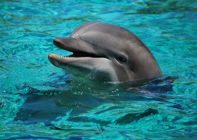 Close-up of dolphin swimming in sea