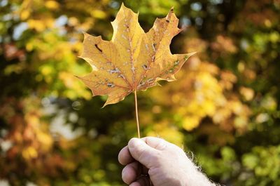 Cropped hand holding autumn leaf