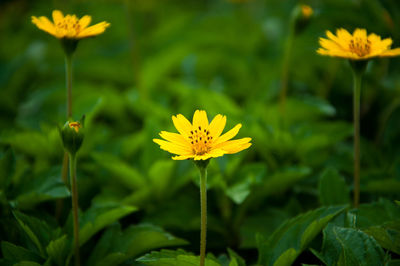 Close-up of yellow flowers blooming outdoors