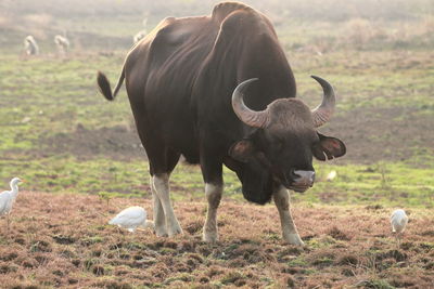 Mammal walking on field