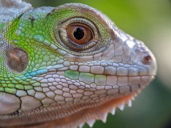 Close-up of lizard