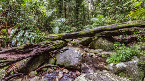 Moss growing on tree trunk in forest