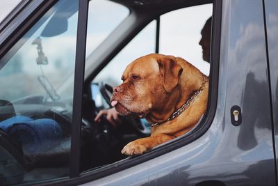 Dog looking through window in a car