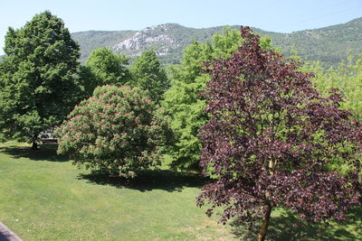 Scenic view of tree by mountain against sky