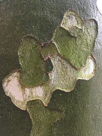 Close-up of green leaves