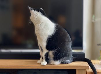 Cat sitting on table at home