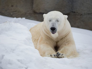 Polar bear on snowy field during winter