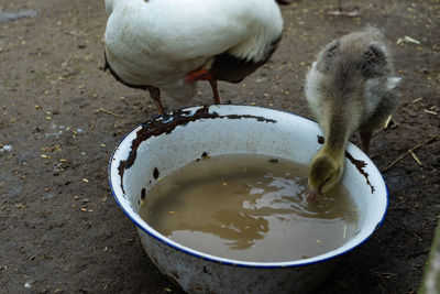 High angle view of a bird drinking water