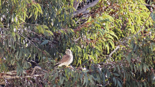 Bird perching on a tree