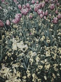 Flowers growing in field