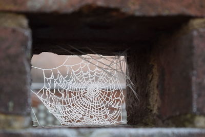 Close-up of spider web on wall