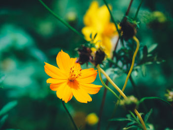 Close-up of yellow cosmos flower